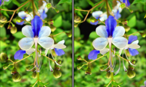 Spot the Difference Daily – Can You Find the 10 Differences?