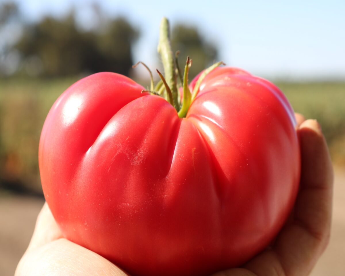 The most planted vegetable in everyone's garden is the tomato, and this year, we get three good new ones—including this pretty Pink Delicious. (Courtesy of All-America Selections)