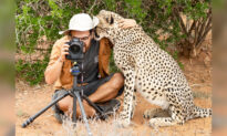 Photos: Lucky Photographer Surprised When Cheetah Quietly Comes Closer and Hugs Him