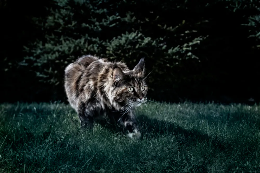 Cats' superior night vision and movement detection make them successful nighttime hunters. (Konstantin Zaykov/Shutterstock)