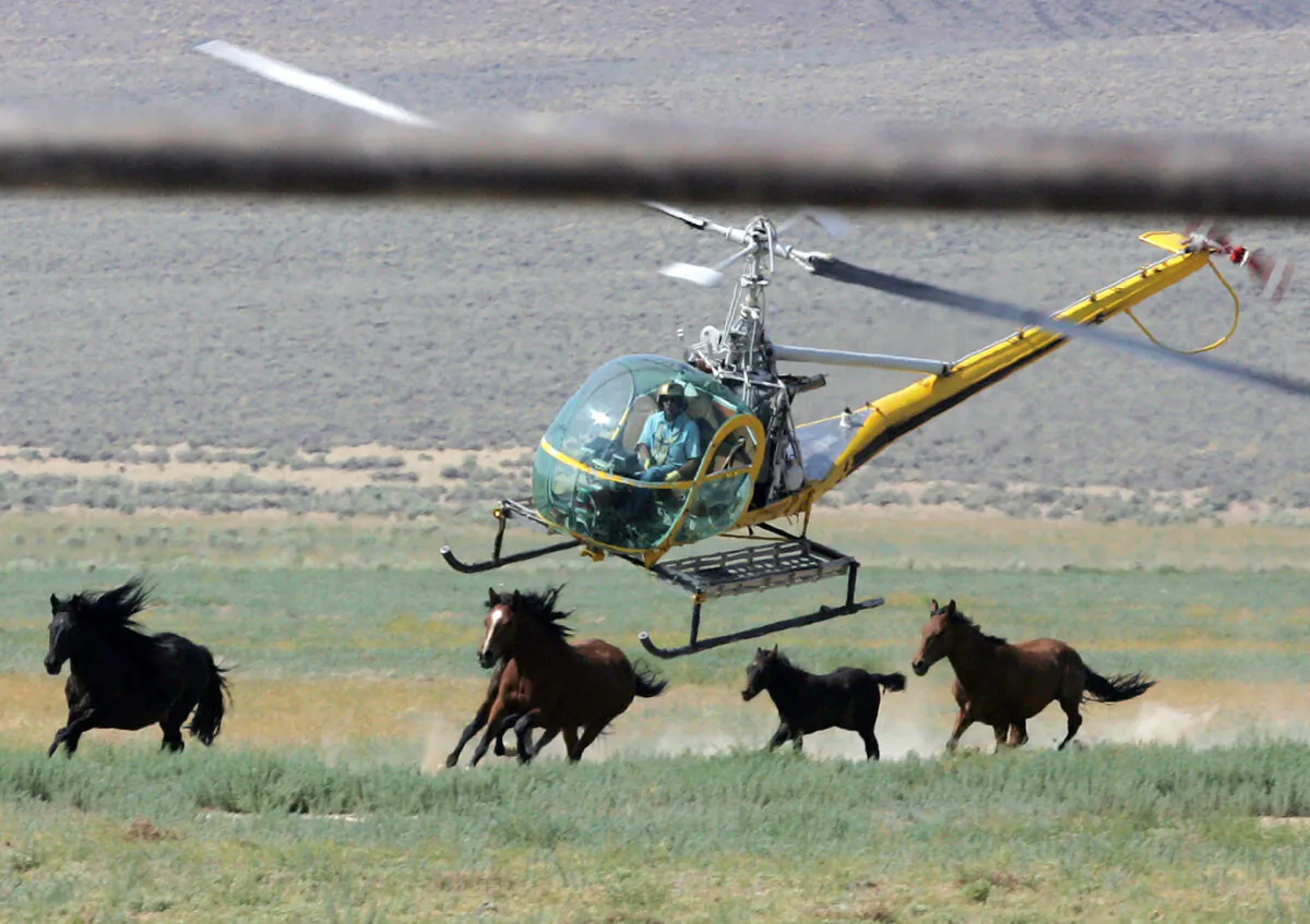 A livestock helicopter pilot rounds up wild horses from the Fox & Lake Herd Management Area in Washoe County, Nevada, on July 13, 2008. (Brad Horn/AP Photo)