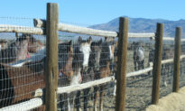 US Judge Will Not Rein In Federal Wild Horse Roundup in Nevada