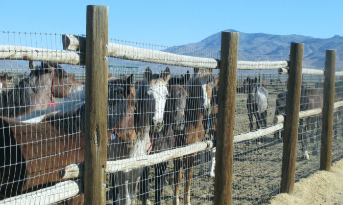 Horses stand behind a fence at the BLM Palomino Valley holding facility in Palomino Valley, Nev., on June 5, 2013. (Scott Sonner/AP Photo)