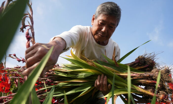 Leung Yat-Shen picks withered sword lilies