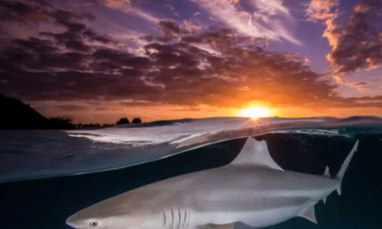 Diver’s Underwater Photography Captures ‘Two Worlds’