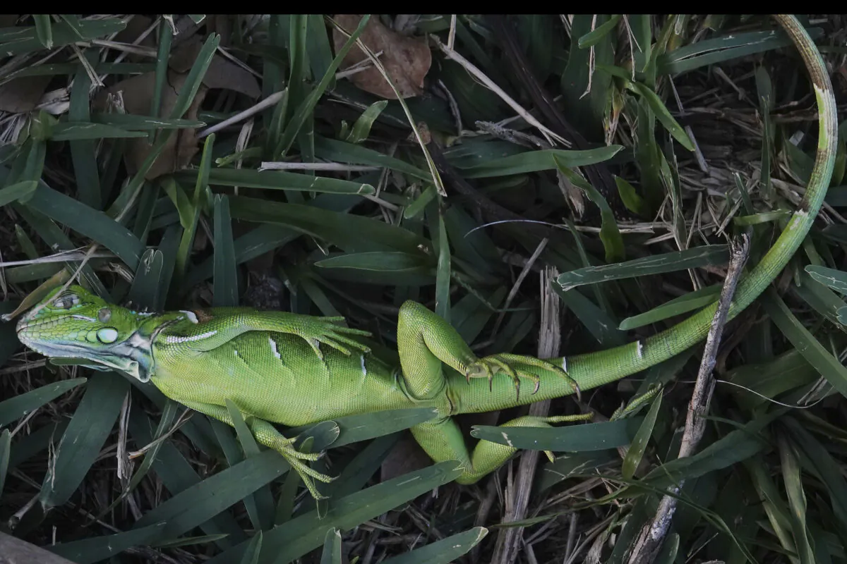 A stunned baby iguana lies in the grass at Cherry Creek Park in Oakland Park, Fla., on Jan. 22, 2020. (Joe Cavaretta/South Florida Sun-Sentinel via AP)