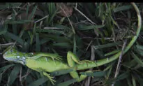 Brrr! It Got so Cold in Florida, Iguanas Fell From Trees
