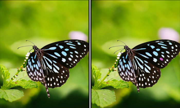 Spot the Difference Daily – Can You Find the 10 Differences?