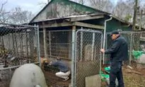 47 Dogs, 14 Puppies Rescued from ‘Inhumane Living Conditions’ Near Outer Banks