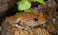 New Breeding Facility Saves Dying Frog Population