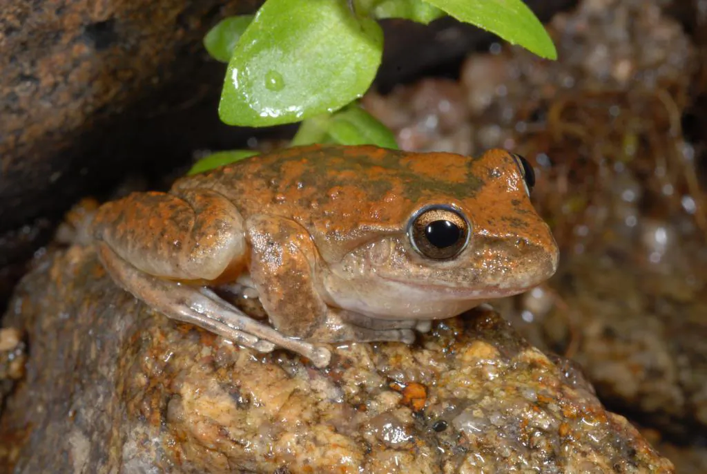 A supplied undated image made available Tuesday, Jan. 8, 2013 of a Booroolong Frog in the Upper Murray region of Victoria. A rare frog species has leapt back from the brink after floods threatened to wipe away their habitat. (AAP Image/ Department of Sustainability and Environment, David Hunter) NO ARCHIVING, EDITORIAL USE ONLY