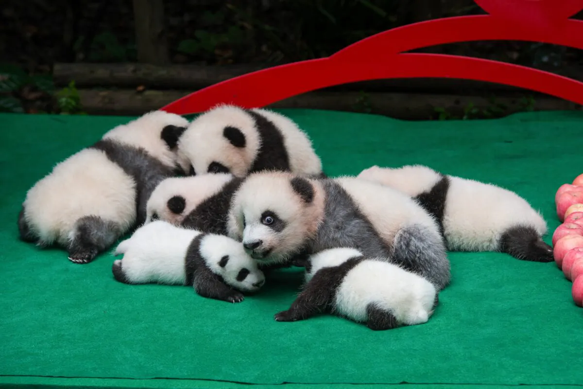 Panda cubs born in 2019 being displayed to the public at the Chengdu Research Base of Giant Panda Breeding in Chengdu, in China's southwestern Sichuan Province, on Sept. 24, 2019. (STR/AFP via Getty Images)