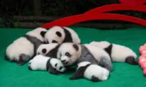 China Faces Isolation Amid Setbacks in Panda, Wolf Warrior Diplomacy Strategies: Expert
