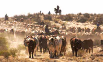 Beijing Continues Coercion Campaign Banning Imports From 10th Australian Abattoir