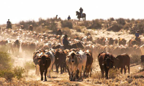 Beijing Continues Coercion Campaign Banning Imports From 10th Australian Abattoir