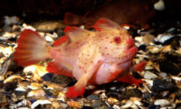 Ocean Researchers Capture Footage of Rare ‘Walking’ Pink Handfish in Deep Sea Coral off Coast of Tasmania