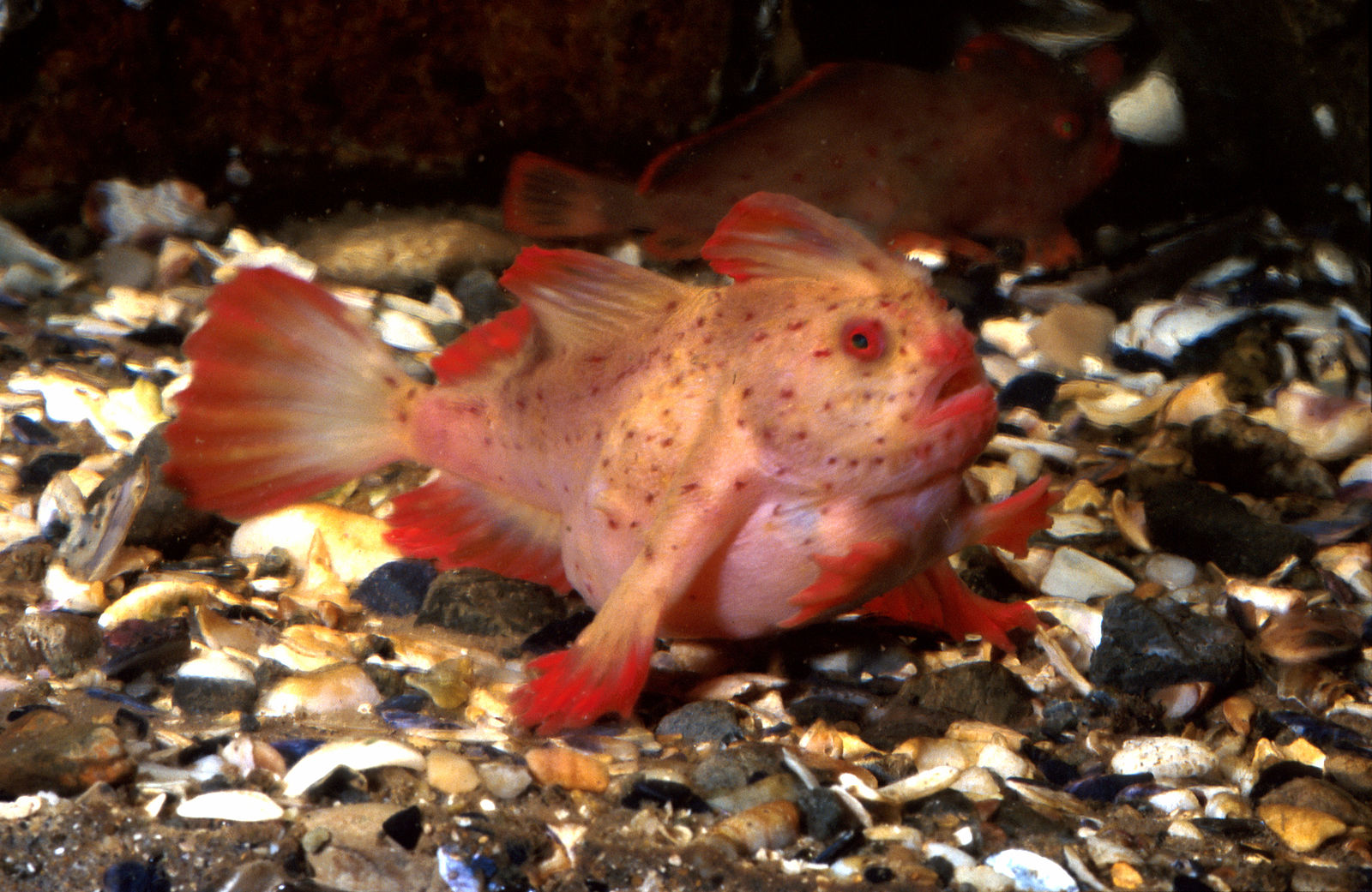 Ocean Researchers Capture Footage of Rare ‘Walking’ Pink Handfish in ...