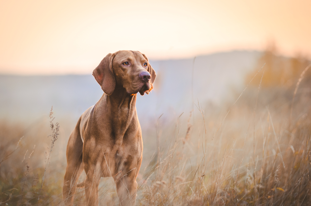 Hunting dogs and those involved in police and military work are most often affected by hearing loss. (TMArt/Shutterstock)