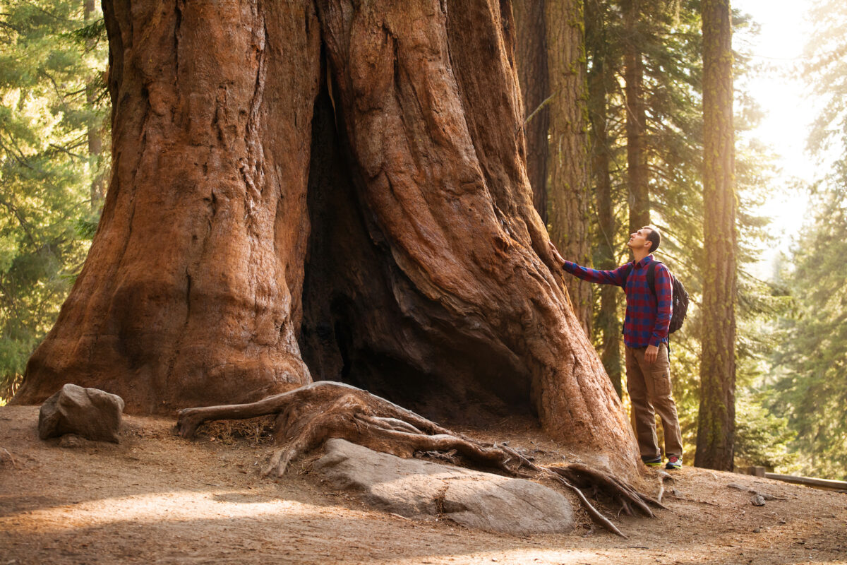 A giant sequoia tree, California, USA, By Nikolas_jkd/Shutterstock