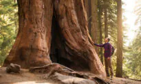 The Roots of Strength
