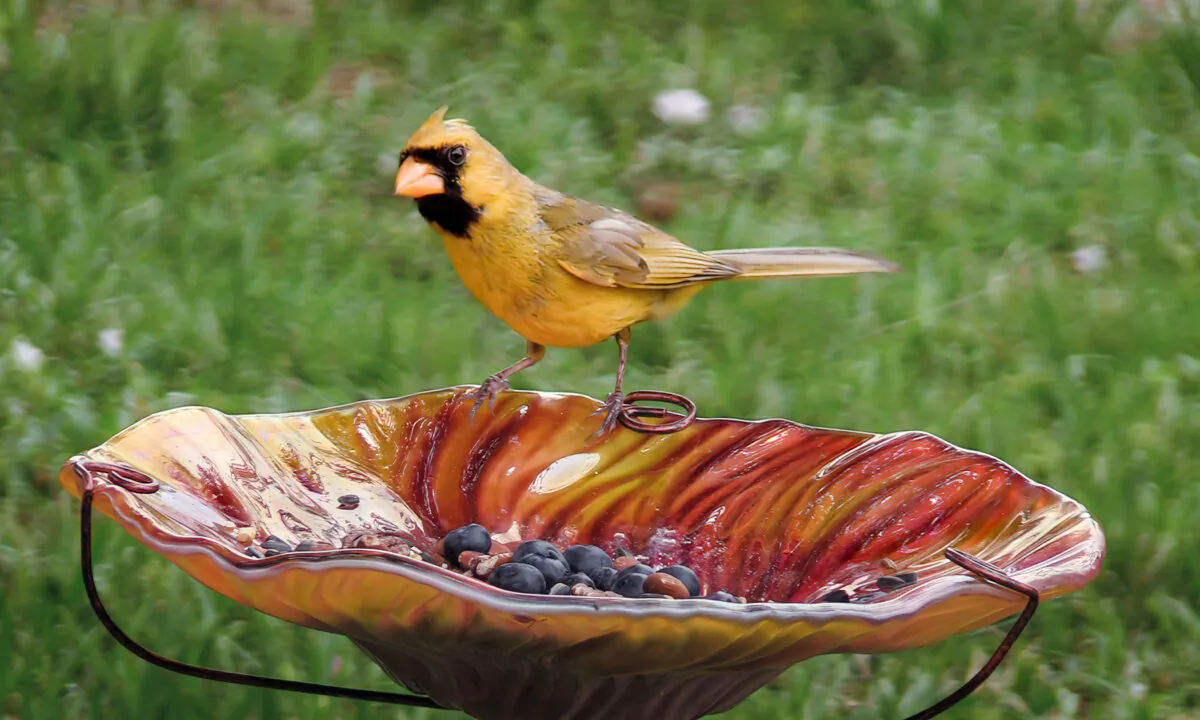 (Courtesy of The Yellow Cardinal Collection)