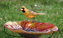 Man Spends 500-plus Hours Filming Extremely Rare Yellow Cardinal Who Visits His Backyard