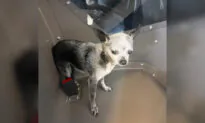 Tiny Family Dog Runs Away, Somehow Ends Up on Beach 70 Miles Away, Before Being Reunited With Owners