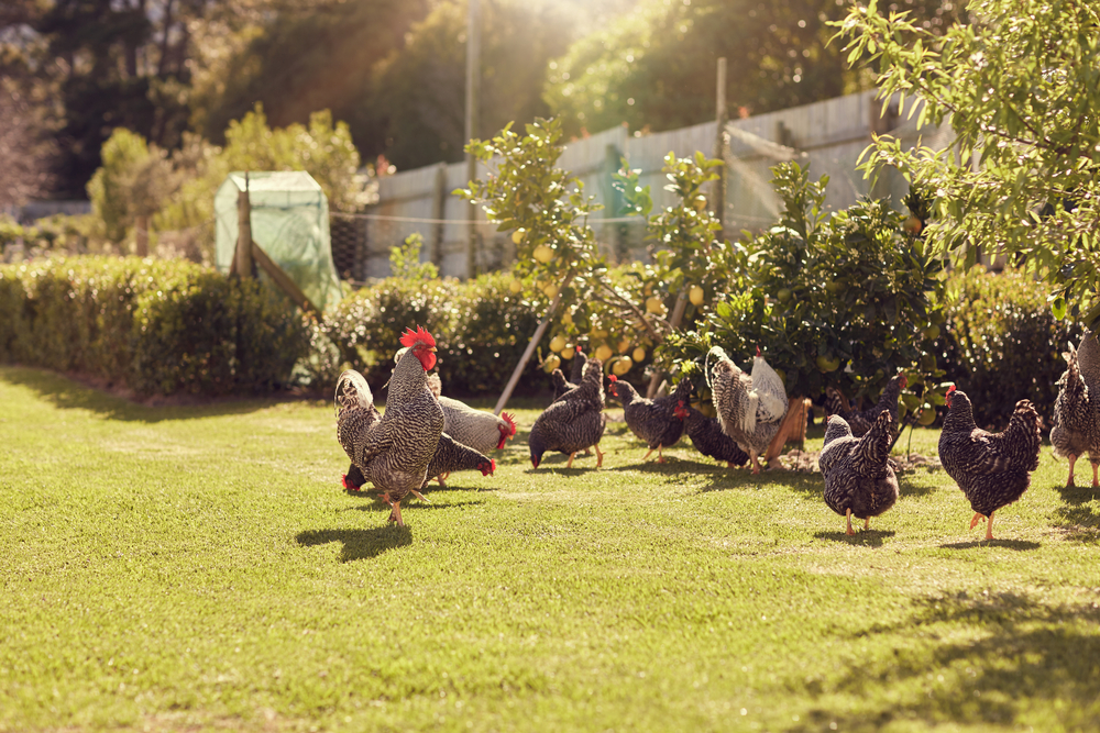 Backyard hens will give you incomparable eggs for eating and fertilizer for your garden—but also a fair share of loss and frustration. (mavo/Shutterstock)