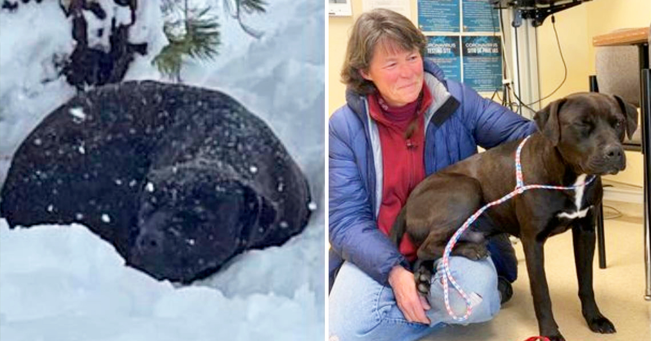 A California Dog That Was Lost and Found Months Later in Deep Snow Is Reunited With Owner - Vimarsana News
