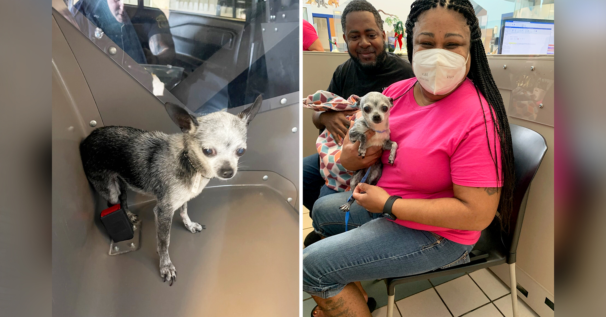 Tiny Family Dog Runs Away, Somehow Ends Up on Beach 70 Miles Away, Before Being Reunited With Owners - Vimarsana News