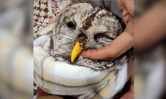 Couple Spot Injured Owl Hit by Car on Roadside, so They Rescue Him—And Thankful Owl Remembers, Returns