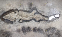 Conservationist Stumbles on 180-Million-Year-Old Ocean Reptile ‘Ichthyosaur’ on Bottom of Lagoon in Rutland, UK