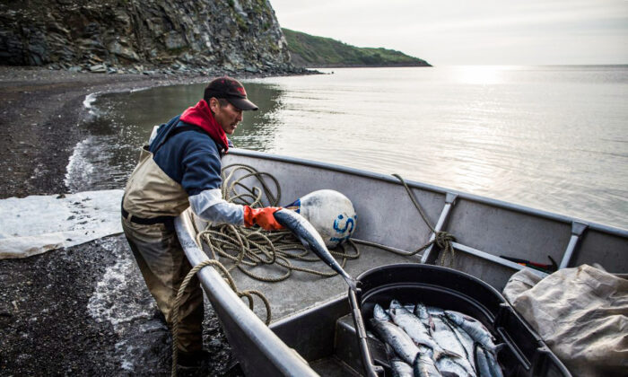 Joseph John Jr. washes freshly caught salmon with his son while waiting for the tide to come in on July 1, 2015, in Newtok, Alaska. (Andrew Burton/Getty Images)
