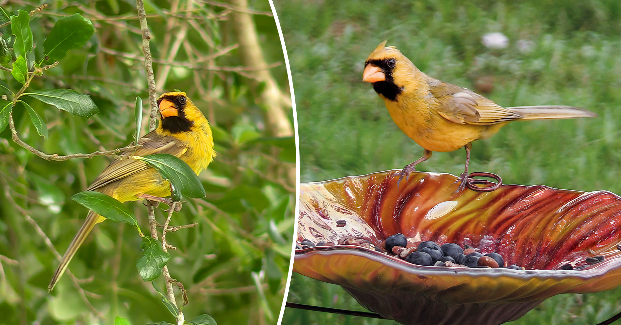 Man Spends 500-plus Hours Filming Extremely Rare Yellow Cardinal Who ...