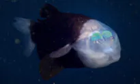 Mysterious Deep-Sea Fish With Glowing Green Eyes Inside Transparent Forehead Sighted Again by Ocean Researchers