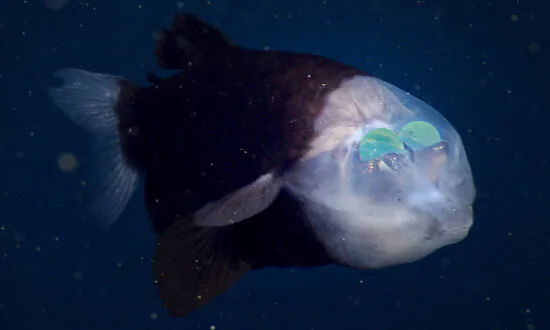Mysterious Deep-Sea Fish With Glowing Green Eyes Inside Transparent Forehead Sighted Again by Ocean Researchers