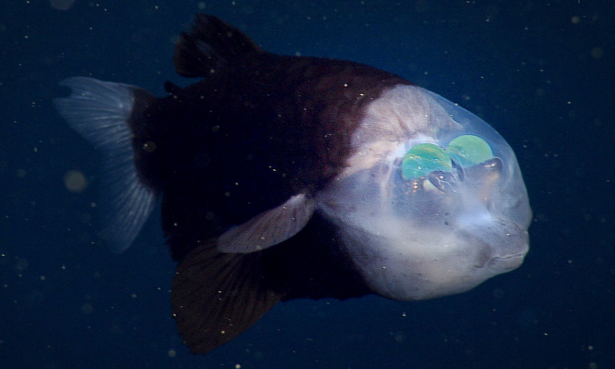 Mysterious Deep-Sea Fish With Glowing Green Eyes Inside