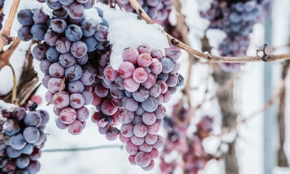 Ice Wine The Elusive Elixir That Starts With Frozen Grapes