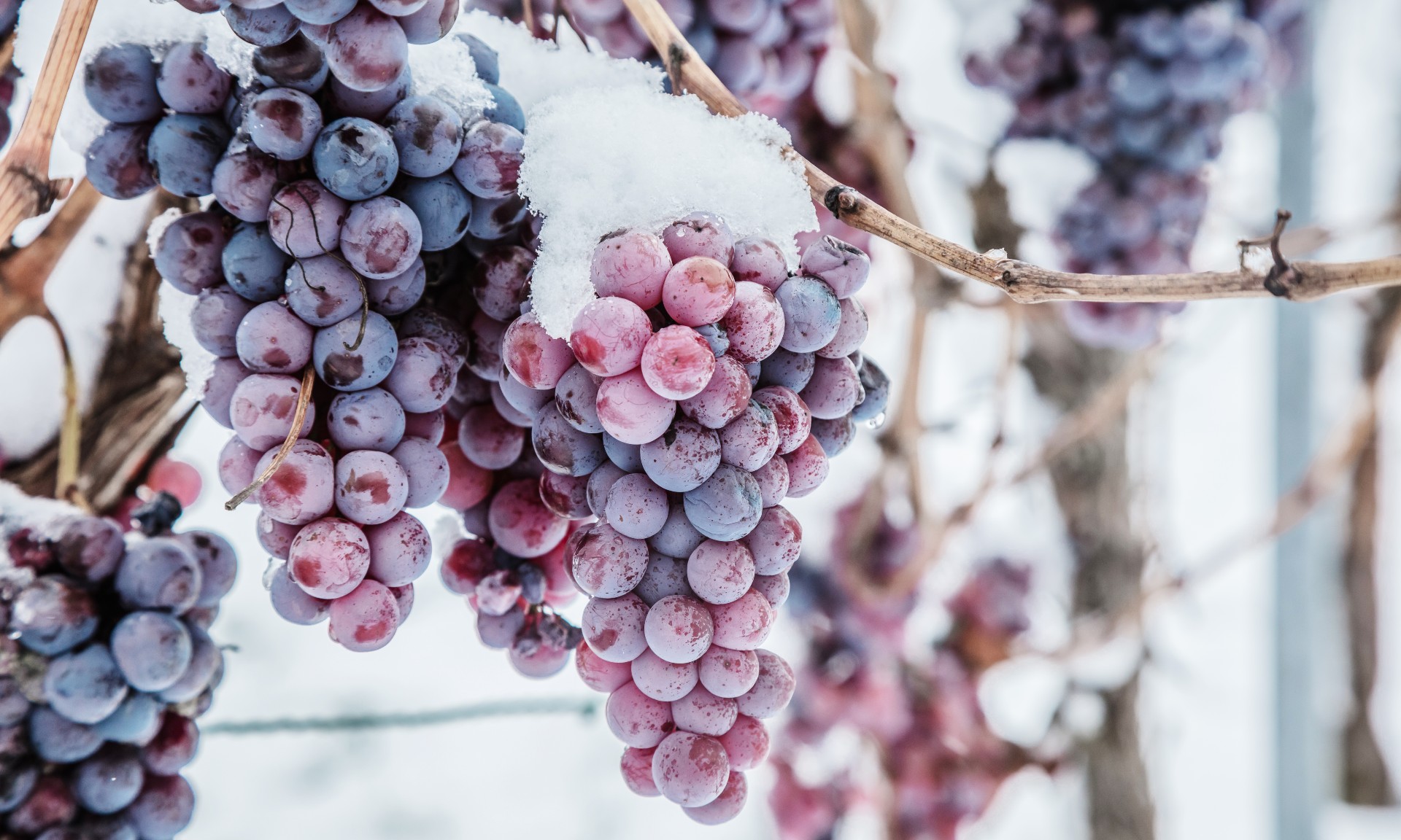 Frozen shop grape wine