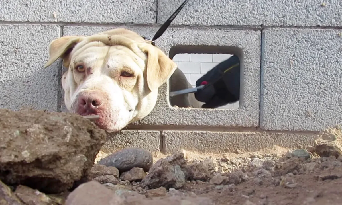 (Courtesy of Arizona Humane Society)