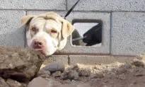 Dog Rescued, Returned to Family After Good Samaritan Finds Him With Head Stuck in Cement Wall
