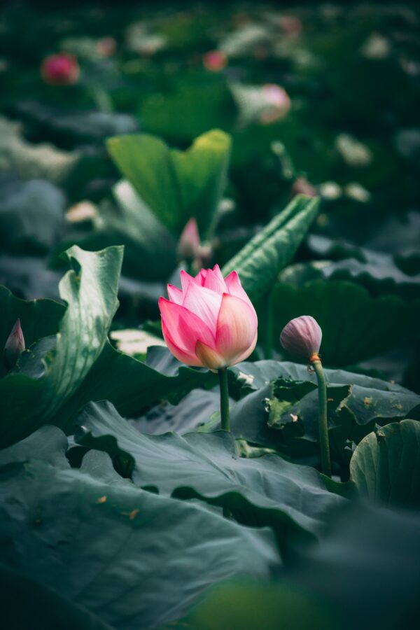 Epoch Times Photo