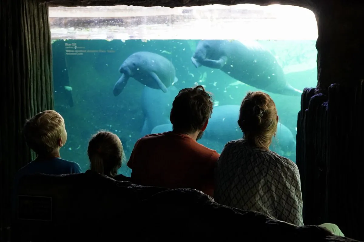 A family watches manatees in an exhibit that doubles as a rehabilitation facility at ZooTampa at Lowry Park in Florida. (Natasha Holt/The Epoch Times)