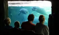 Federal, Florida Authorities Race to Save Starving Manatees