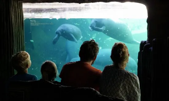 Federal, Florida Authorities Race to Save Starving Manatees