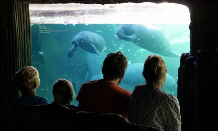 A family watches manatees in an exhibit that doubles as a rehabilitation facility at ZooTampa at Lowry Park in Florida. (Natasha Holt/The Epoch Times)