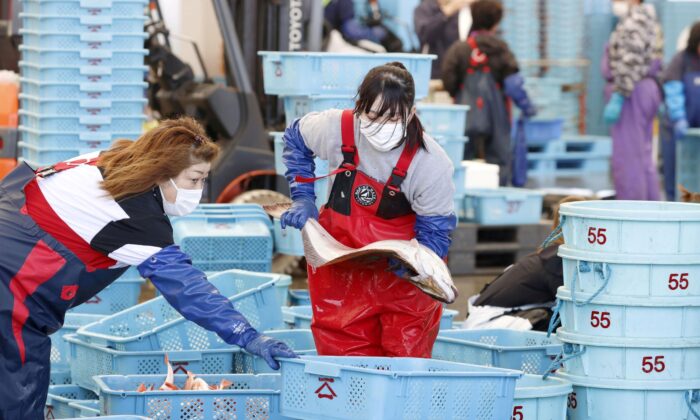 Workers sort fish after a fishing operation at Matsukawaura fishing port in Soma, Fukushima prefecture, Japan, on April 12, 2021. (Kyodo/via Reuters)