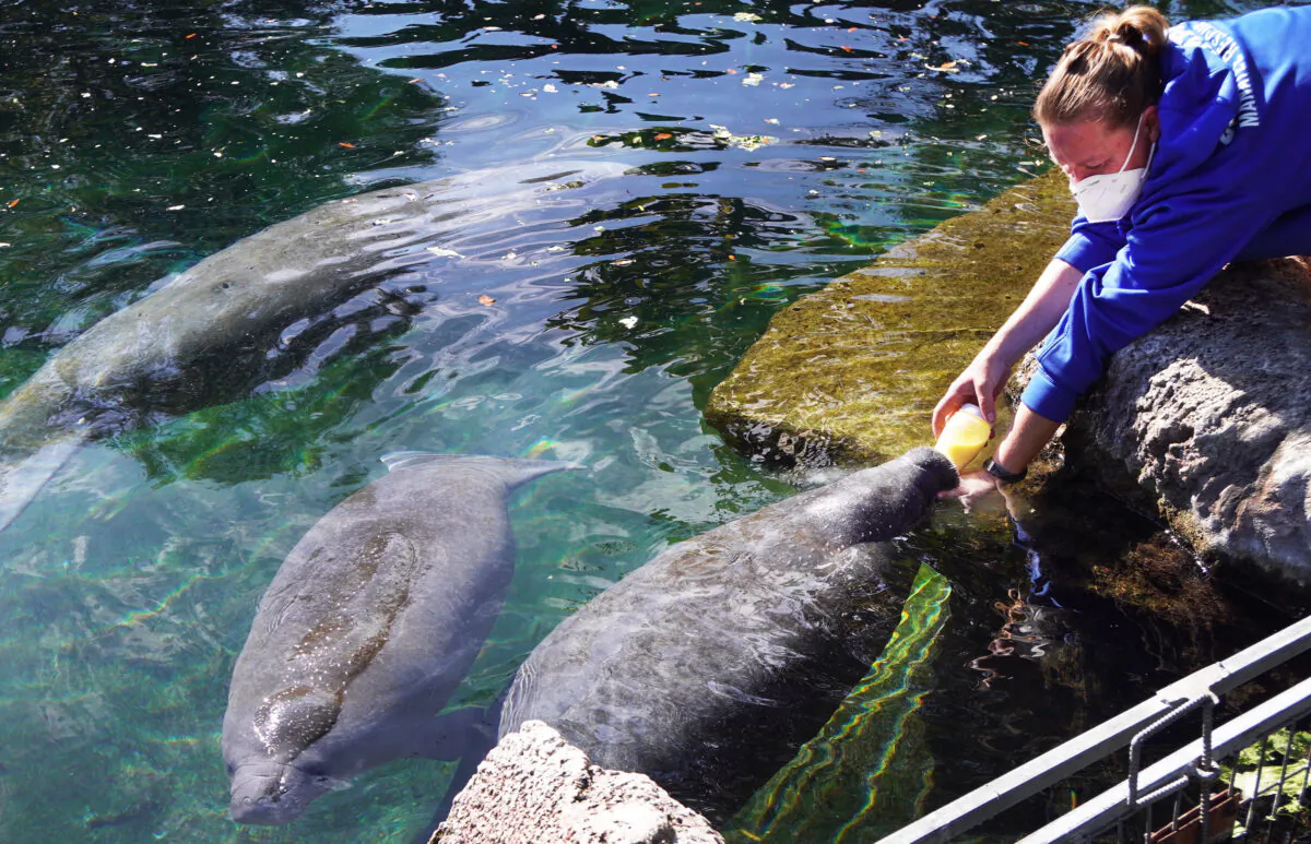 An orphaned manatee calf takes a bottle from a keeper at ZooTampa at Lowry Park in Tampa, Fla., on Jan. 13, 2022. (Courtesy of Natasha Holt)