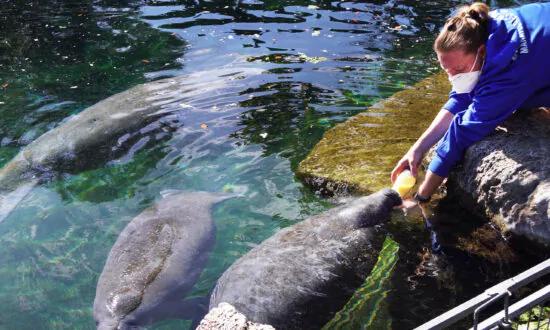 Wildlife Officials in Struggle To Save Starving Manatees in Florida