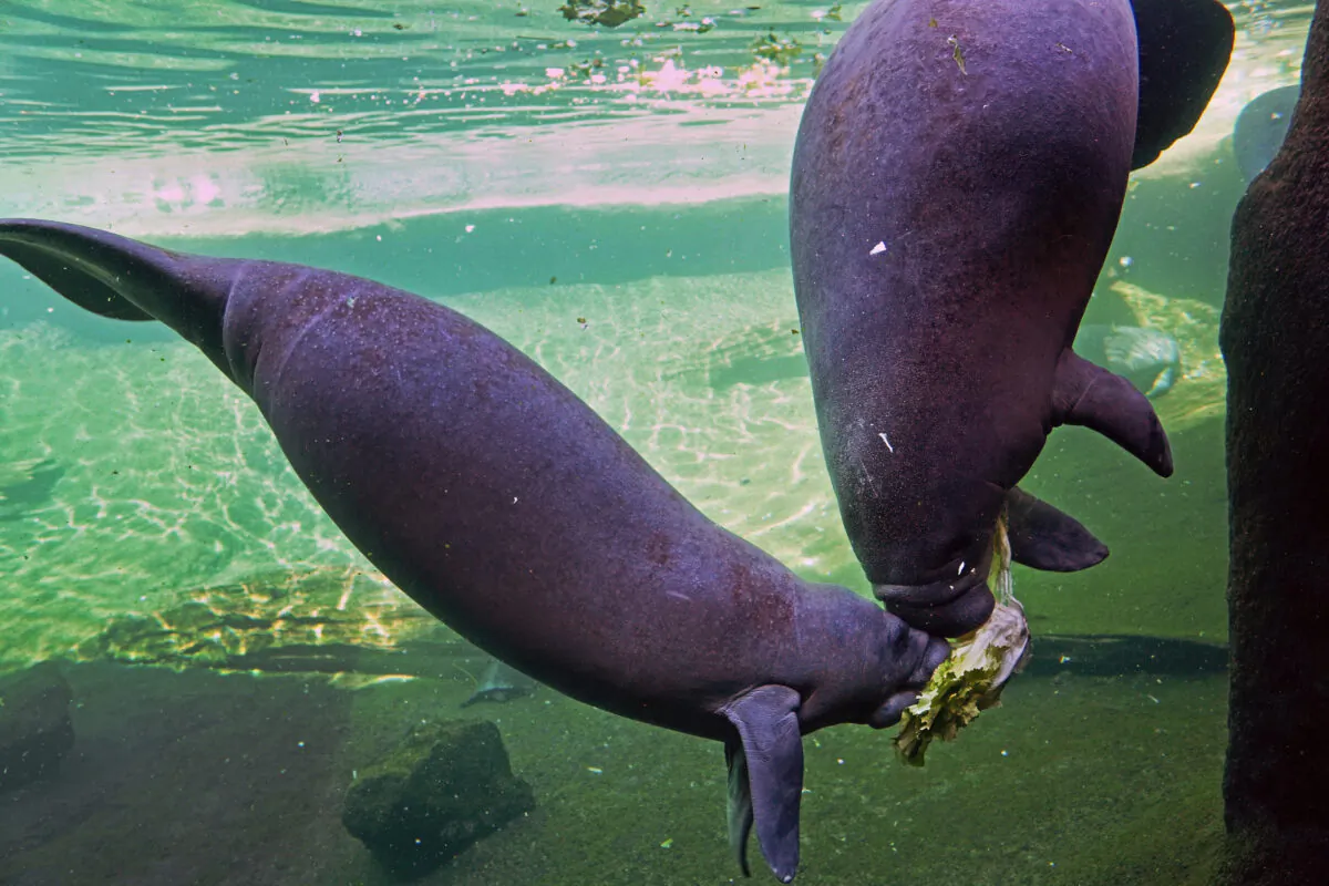 Rescued manatees rehabilitating at ZooTampa at Lowry Park in Tampa, Fla. nibble Romaine lettuce on Jan. 13, 2022. (Natasha Holt for The Epoch Times)